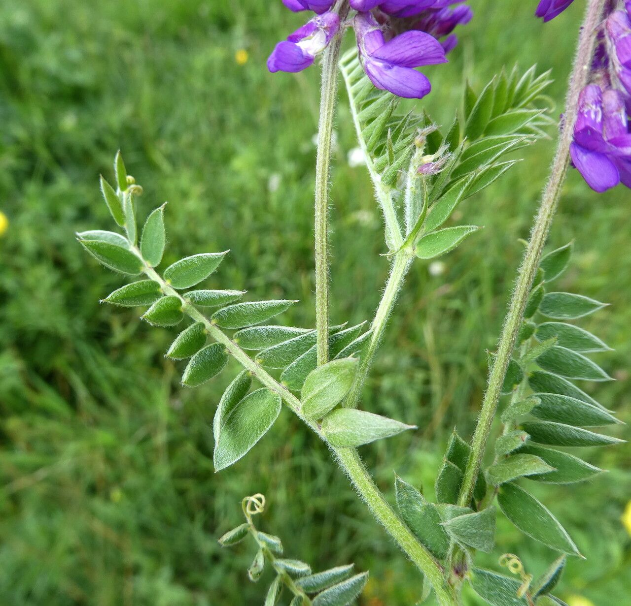 Vicia incana leaf