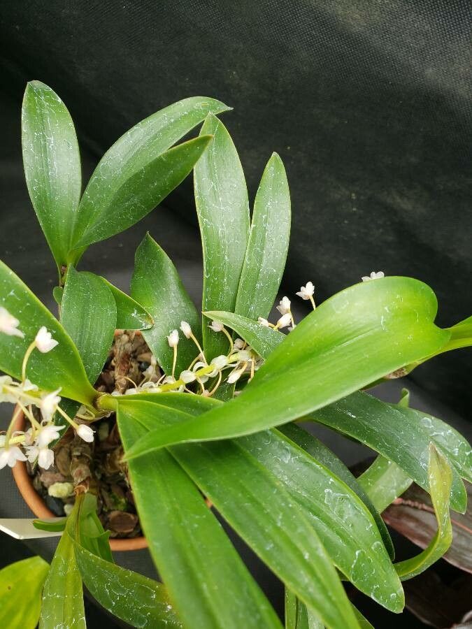 Dendrobium virotii — search result for 'Dendrobium'