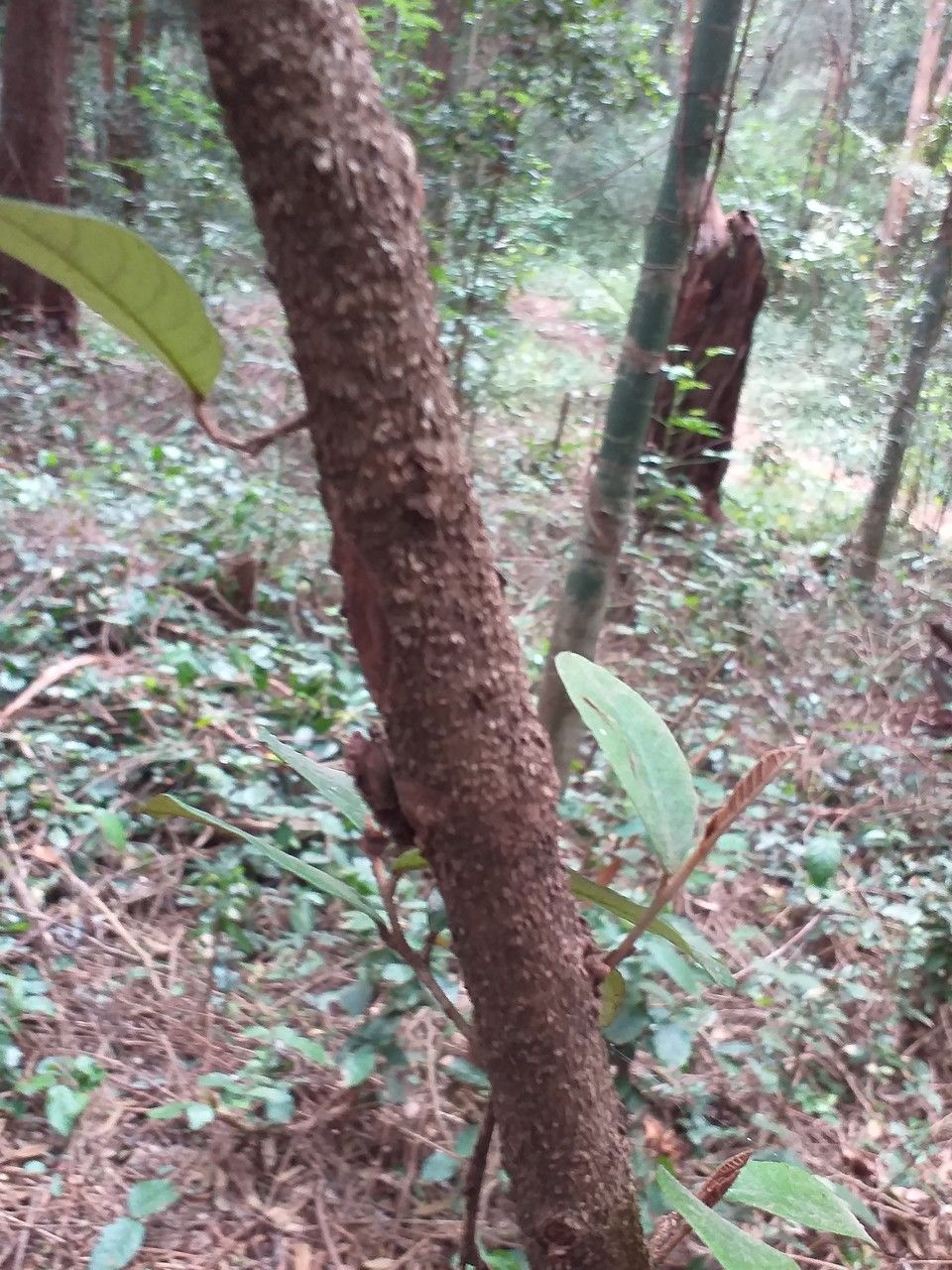 Combretum illairii bark