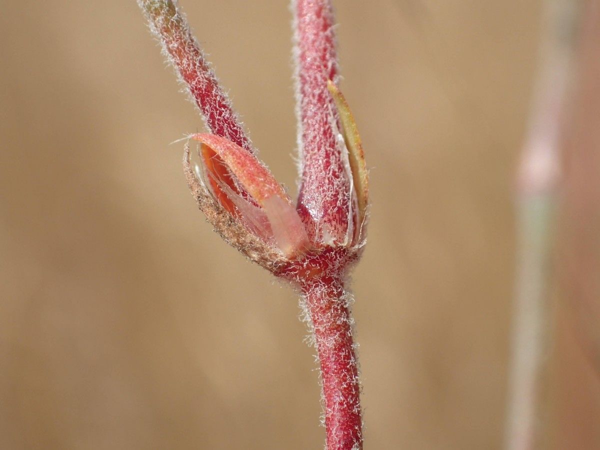 Polycarpaea linearifolia — houseplant care guide