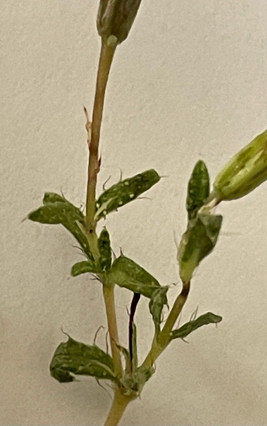 Pectis caymanensis — related species from the same genus