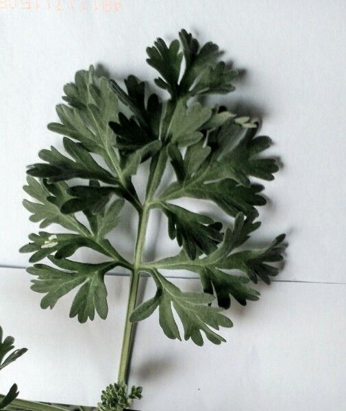 Artemisia molinieri leaf