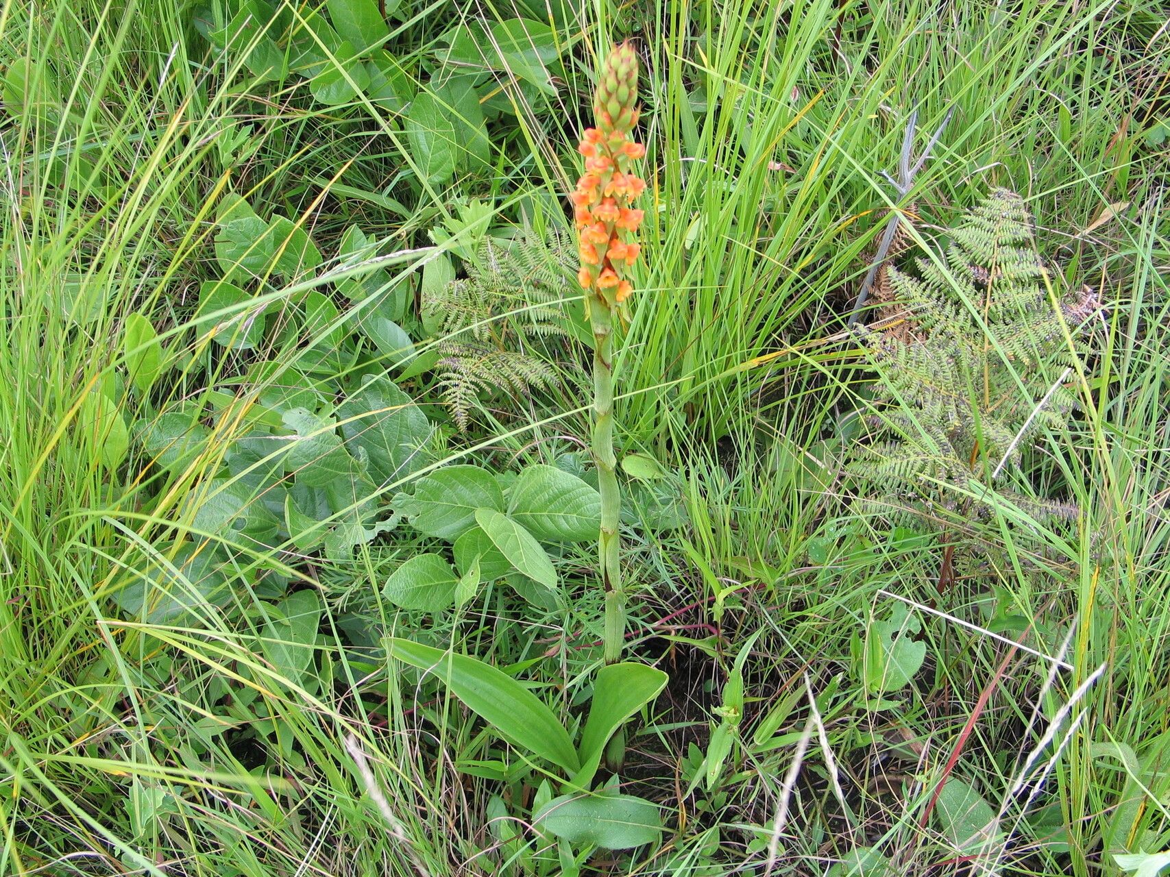 Satyrium sceptrum habit