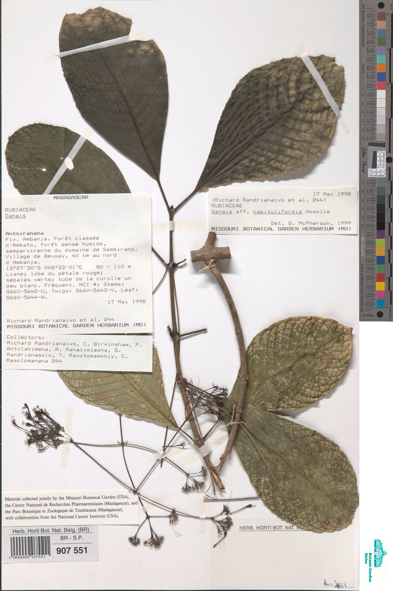 Danais capituliformis — related species from the same genus