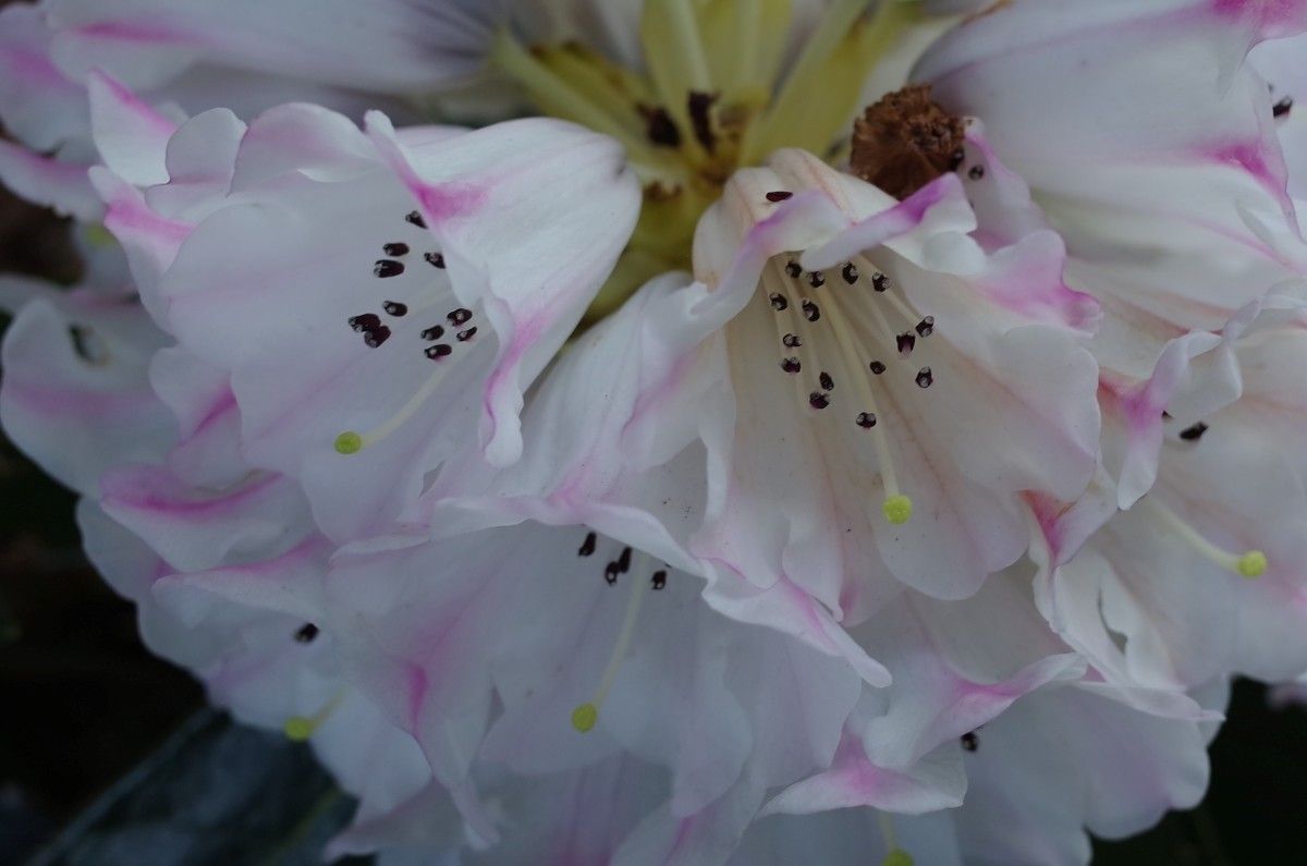 Rhododendron pudorosum flower