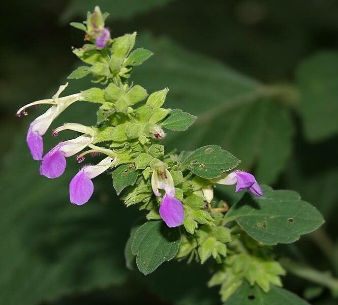 Anisomeles indica flower
