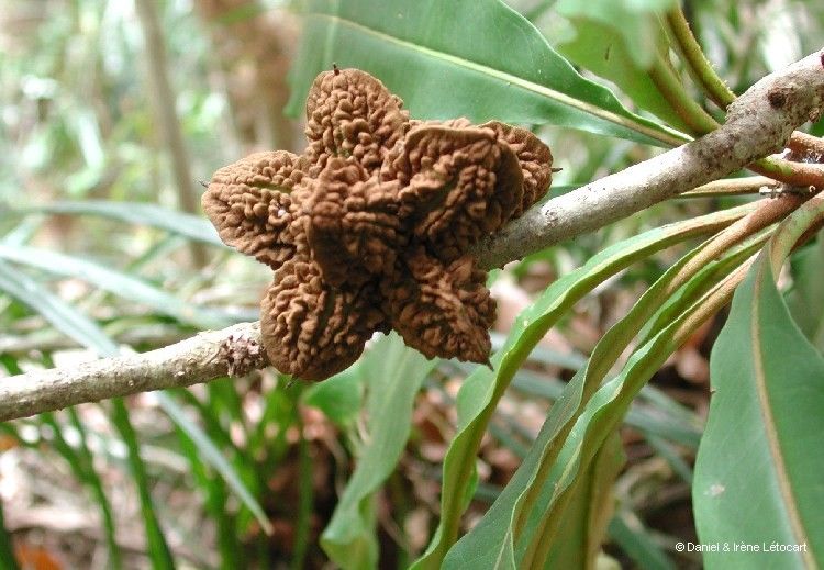 Pittosporum muricatum fruit