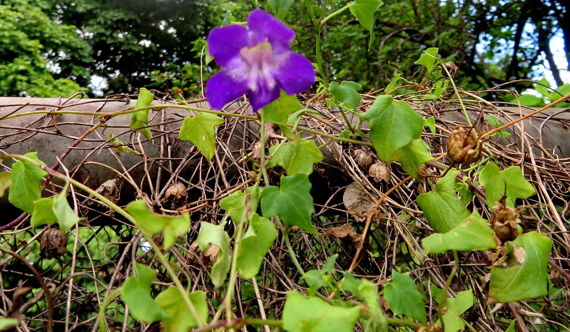 Maurandya scandens habit