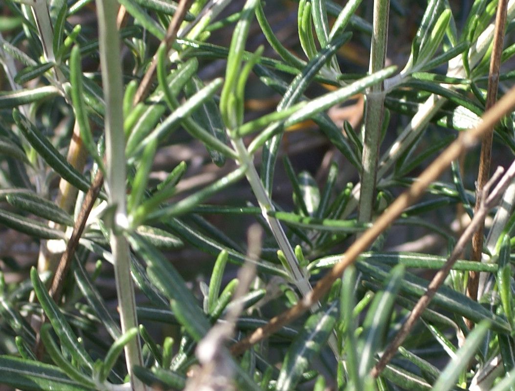 Teucrium creticum leaf