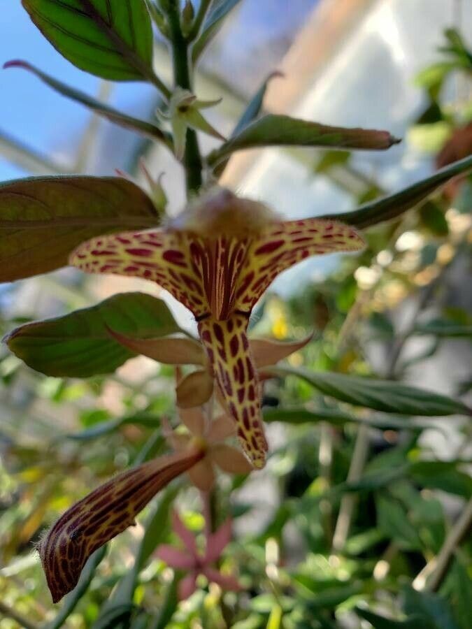 Columnea schiedeana flower