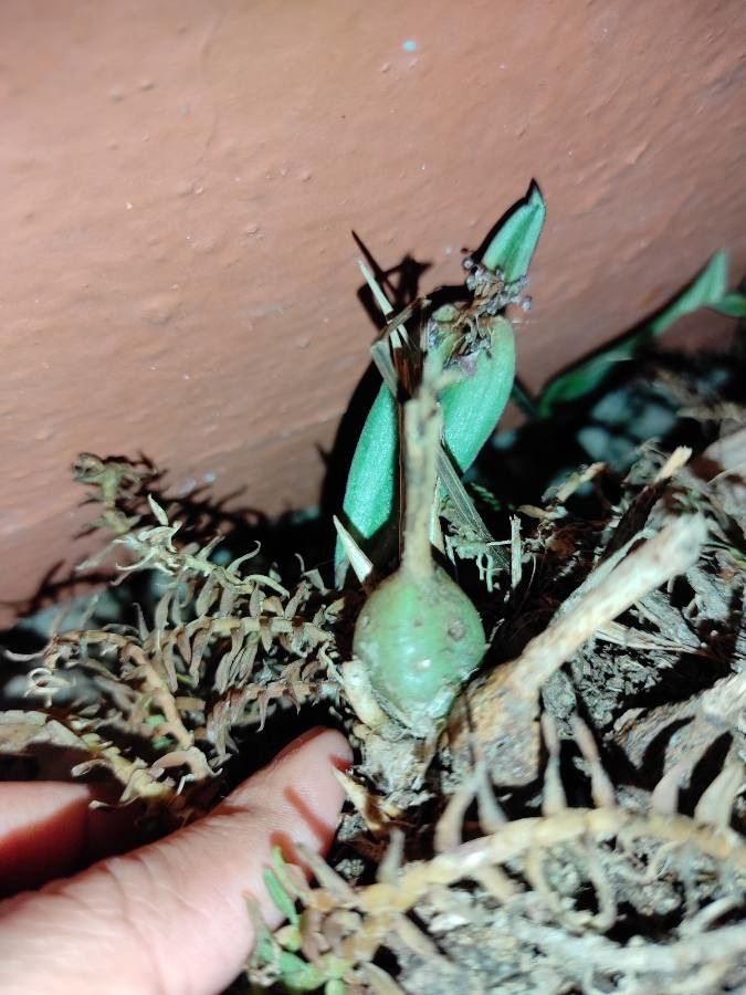 Corymborkis flava bark