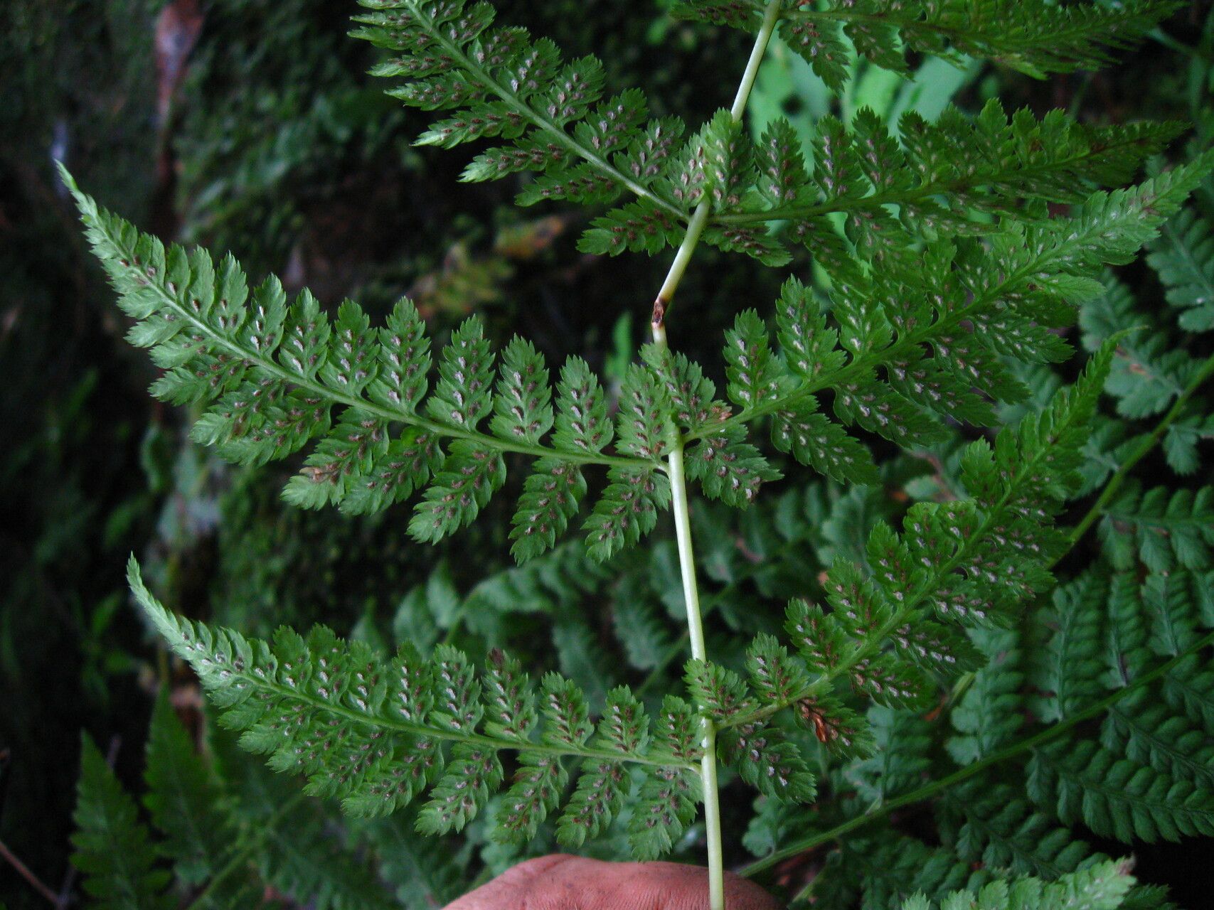 Athyrium schimperi fruit