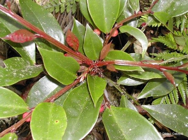 Phyllanthus aoupinieensis habit