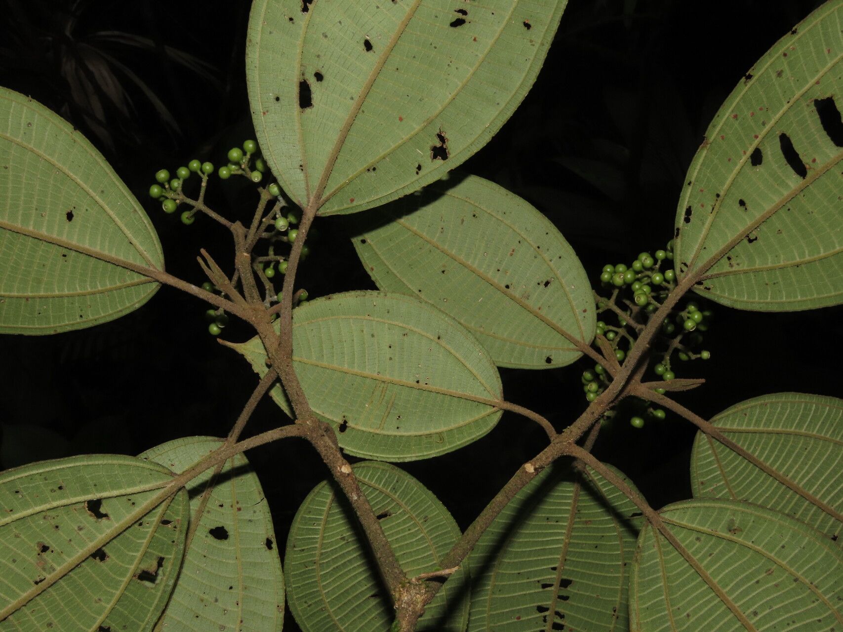 Miconia conomicrantha — houseplant care guide