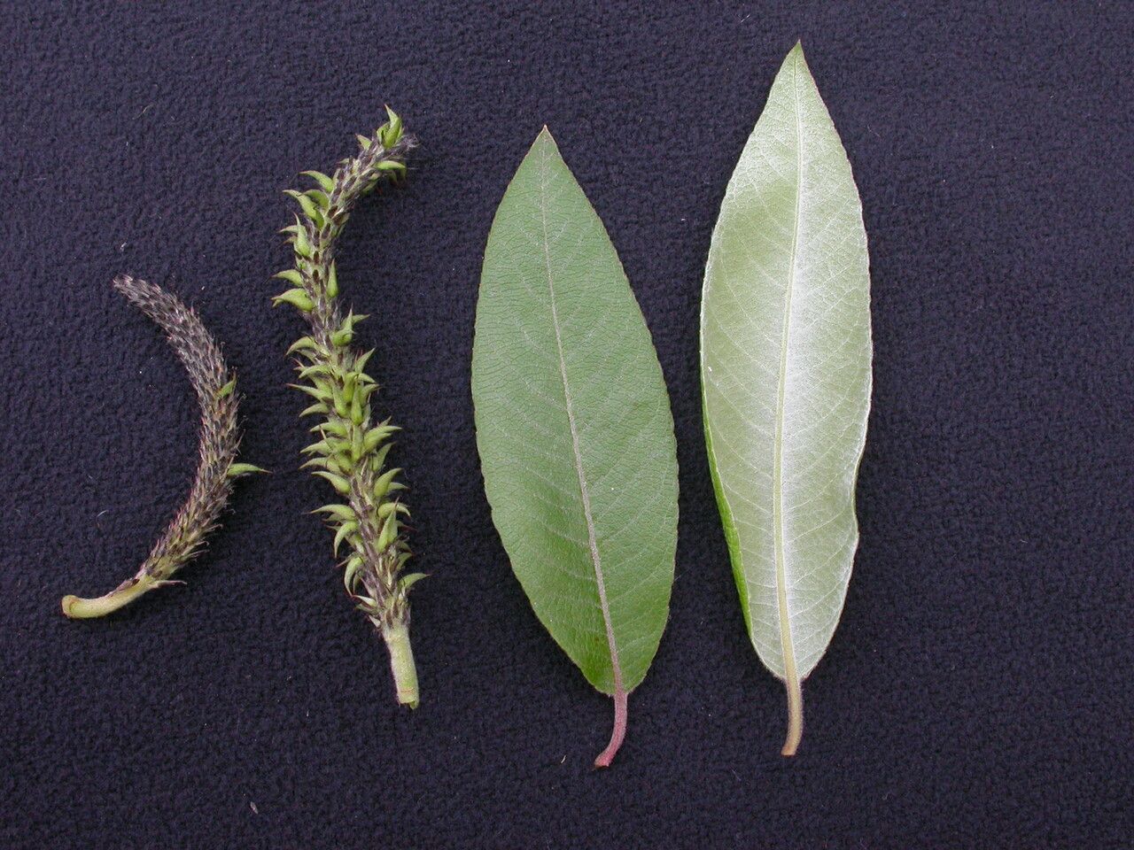 Salix daltoniana — houseplant care guide