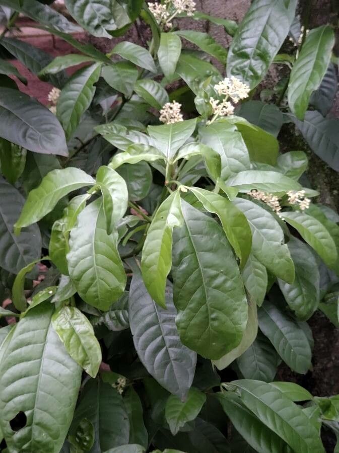 Psychotria luxurians — houseplant care guide