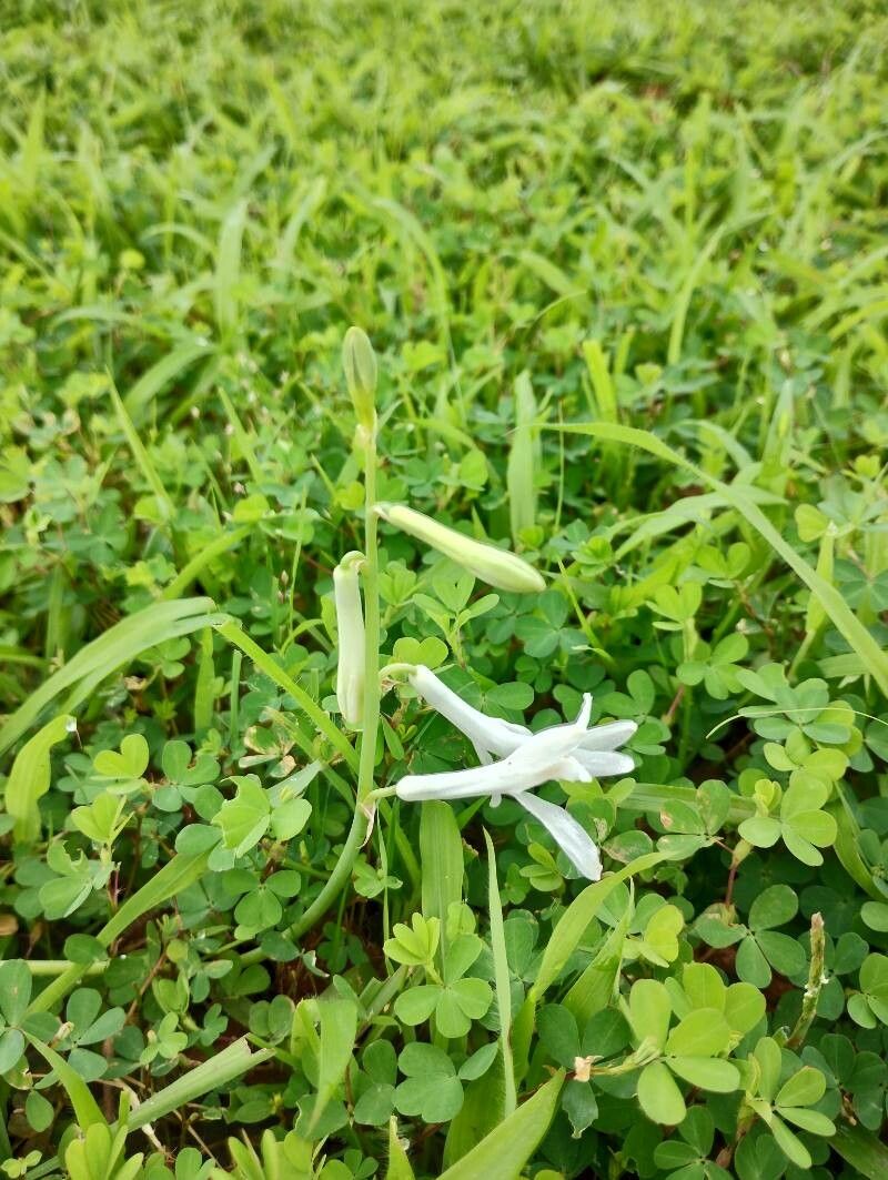 Dipcadi concanense — related species from the same genus