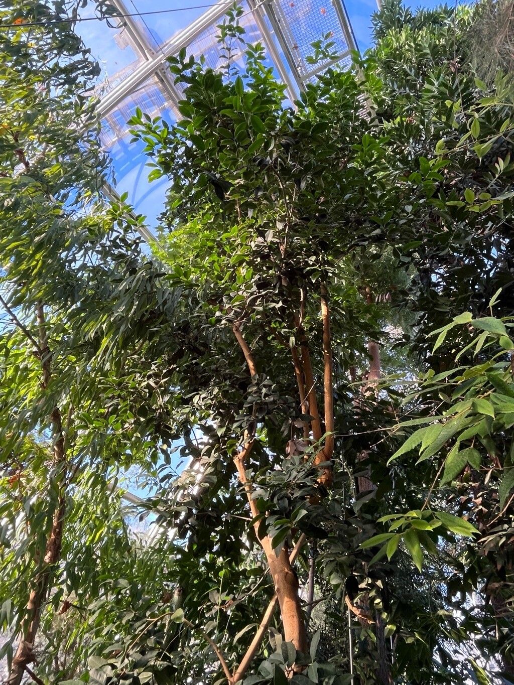 Elaeodendron australe habit