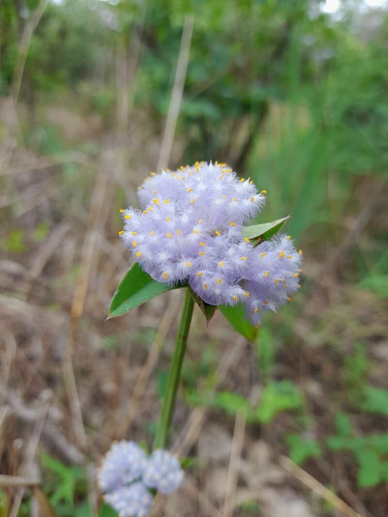 Cyanotis polyrrhiza flower