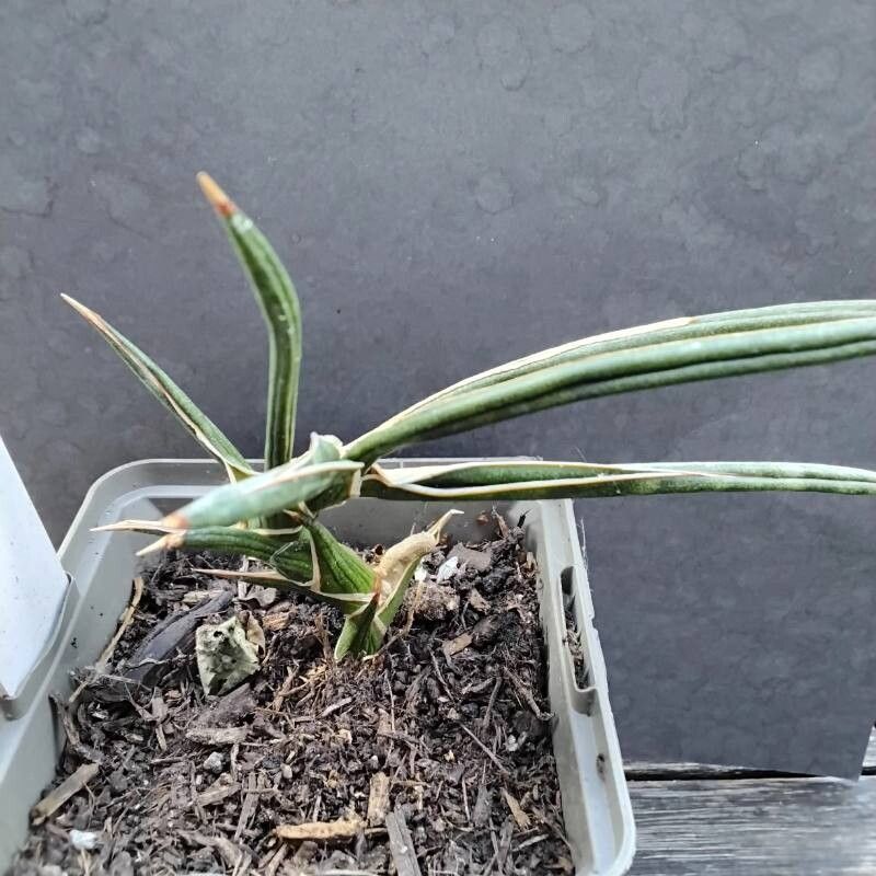 Dracaena serpenta — search result for 'Dracaena'