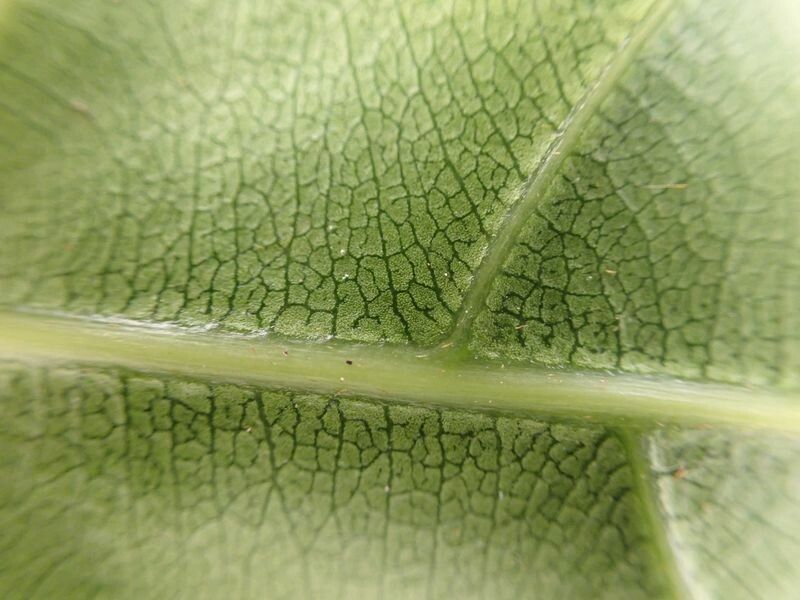 Synsepalum seretii — houseplant care guide