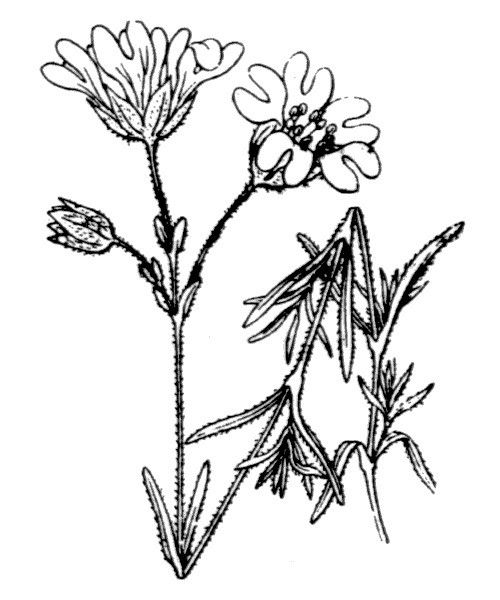 Cerastium boissierianum other