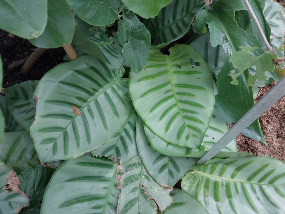 Calathea carlae — houseplant care guide