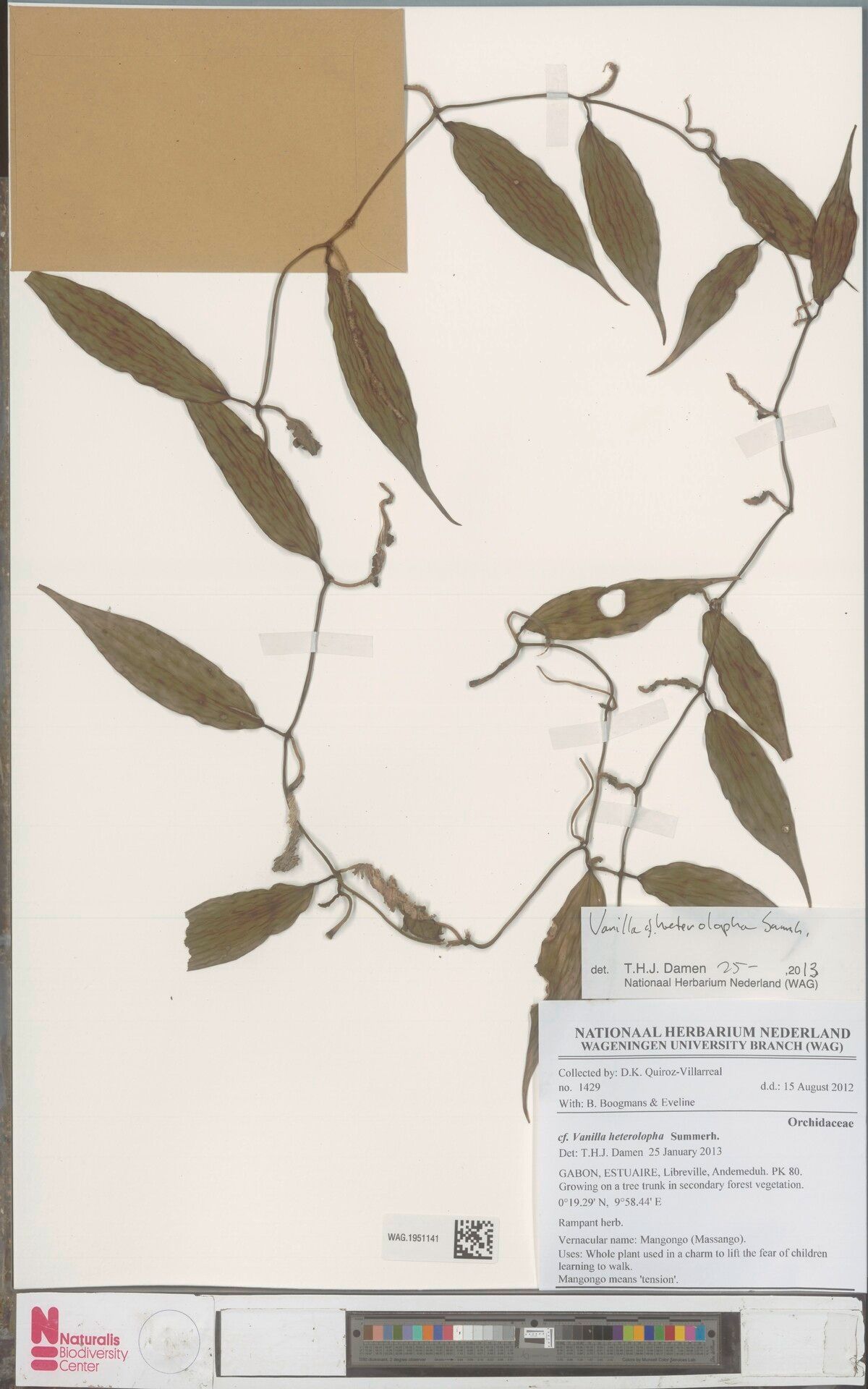 Vanilla heterolopha — houseplant care guide