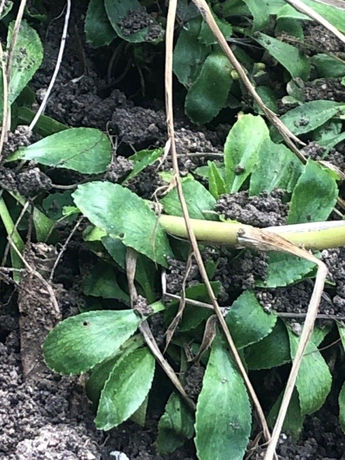 Eryngium amethystinum