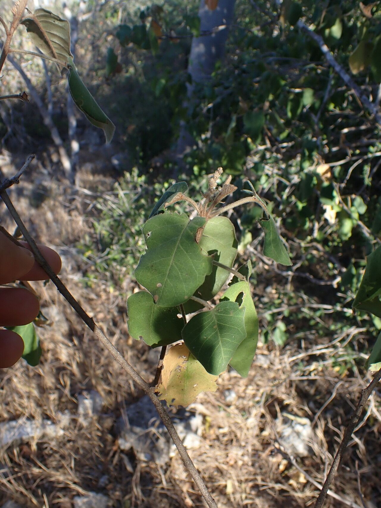 Croton mavoravina habit