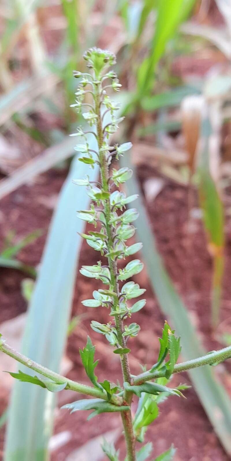 Lepidium pedersenii fruit