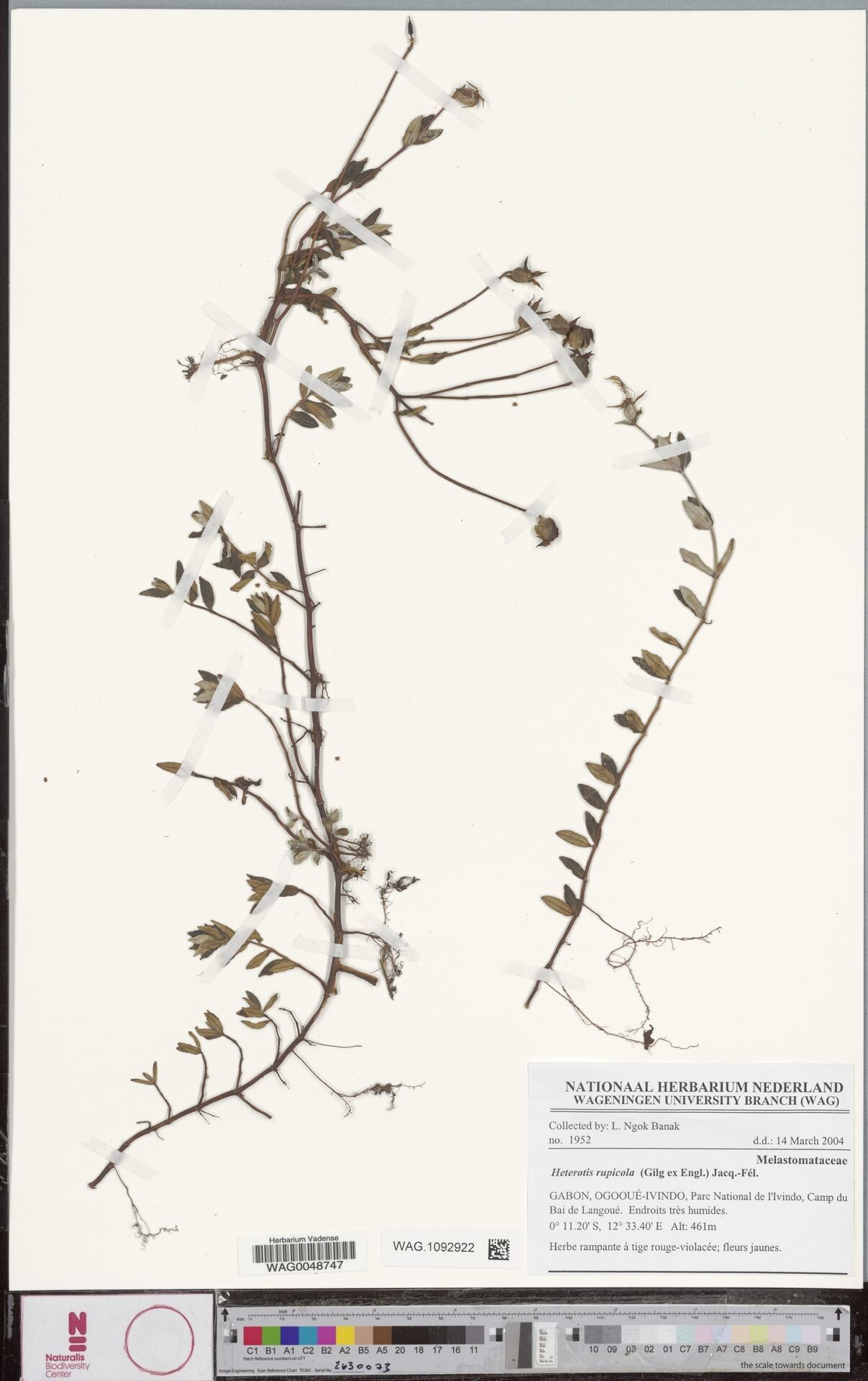 Guyonia rupicola — related species from the same genus