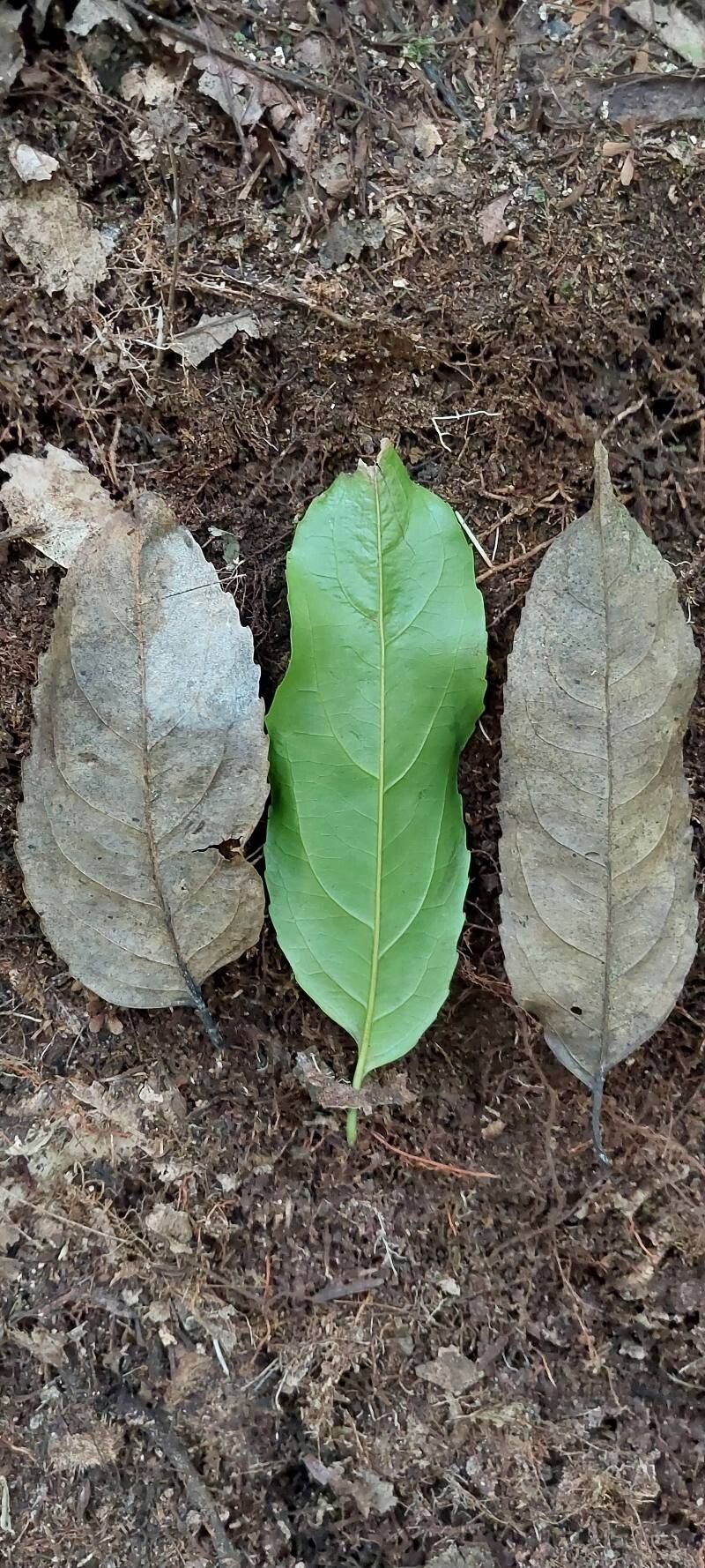 Drypetes gossweileri leaf