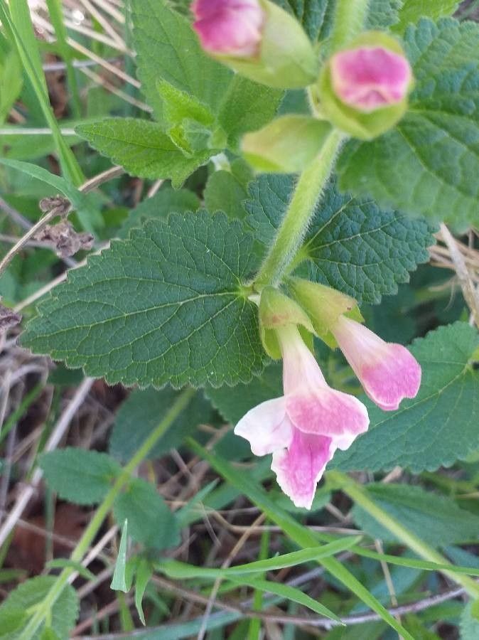 Melittis melissophyllum flower