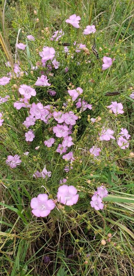 Agalinis purpurea habit