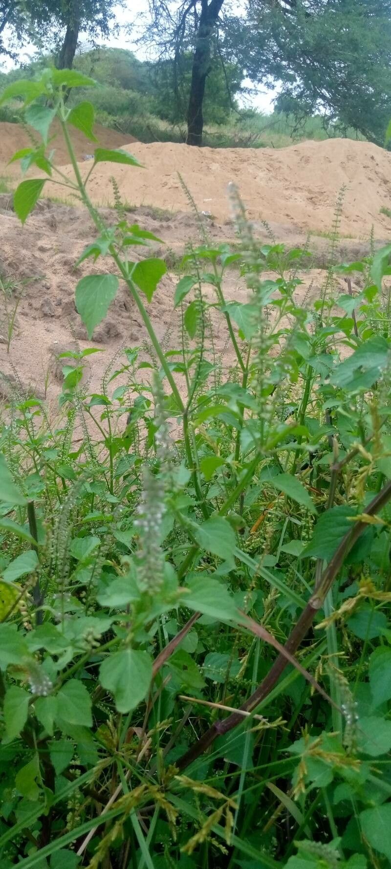 Basilicum polystachyon — search result for 'Saudi Arabia'