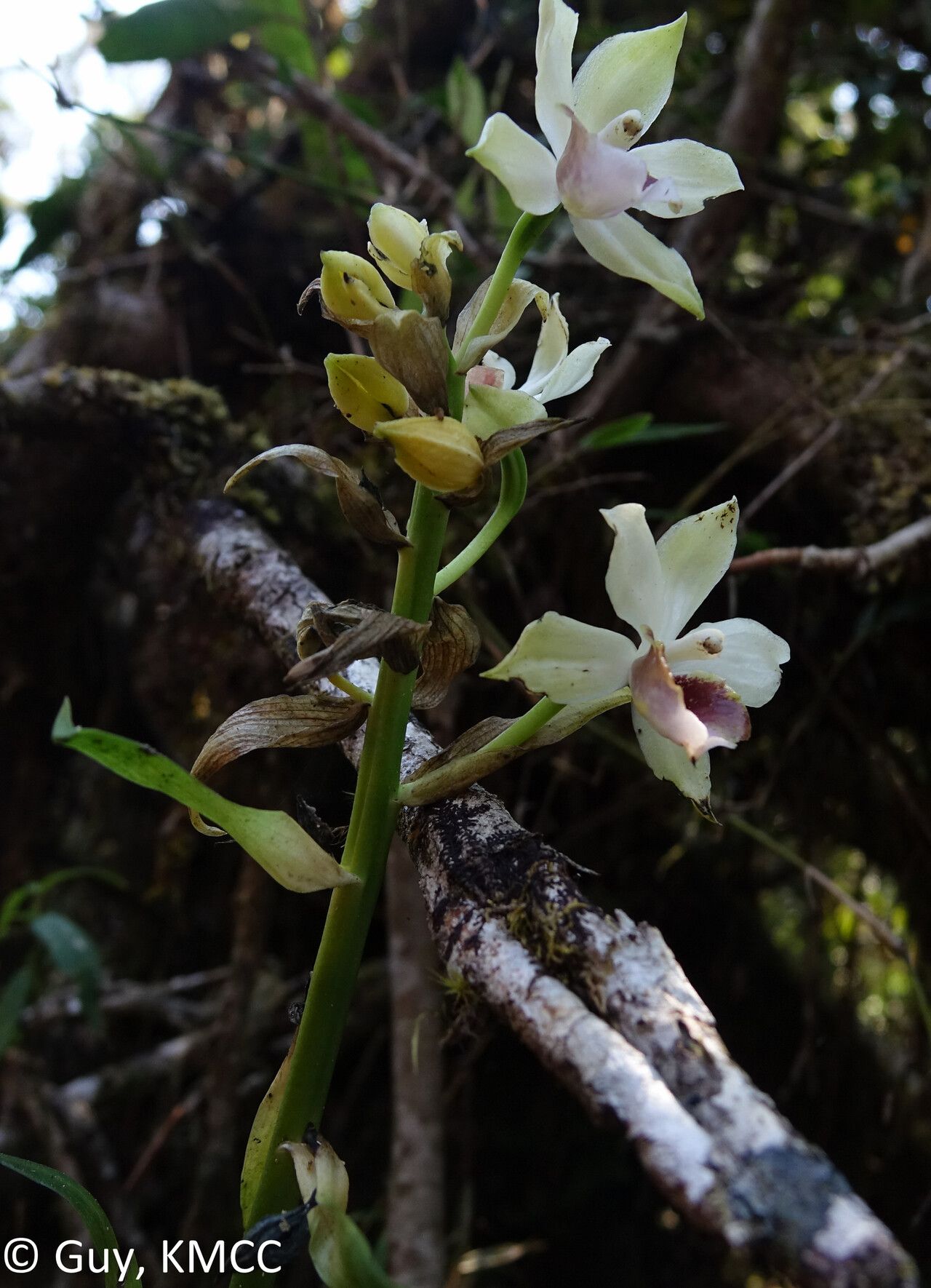 Calanthe lutea flower