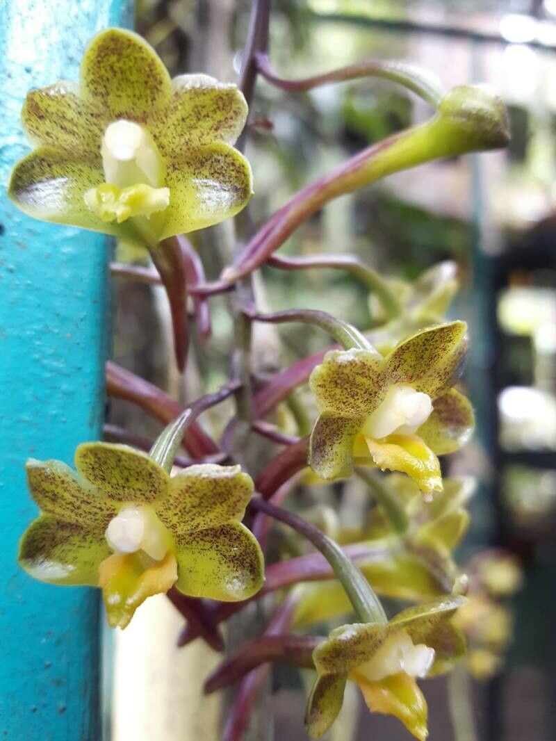 Chrysoglossum ornatum — houseplant care guide