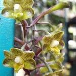 Chrysoglossum ornatum