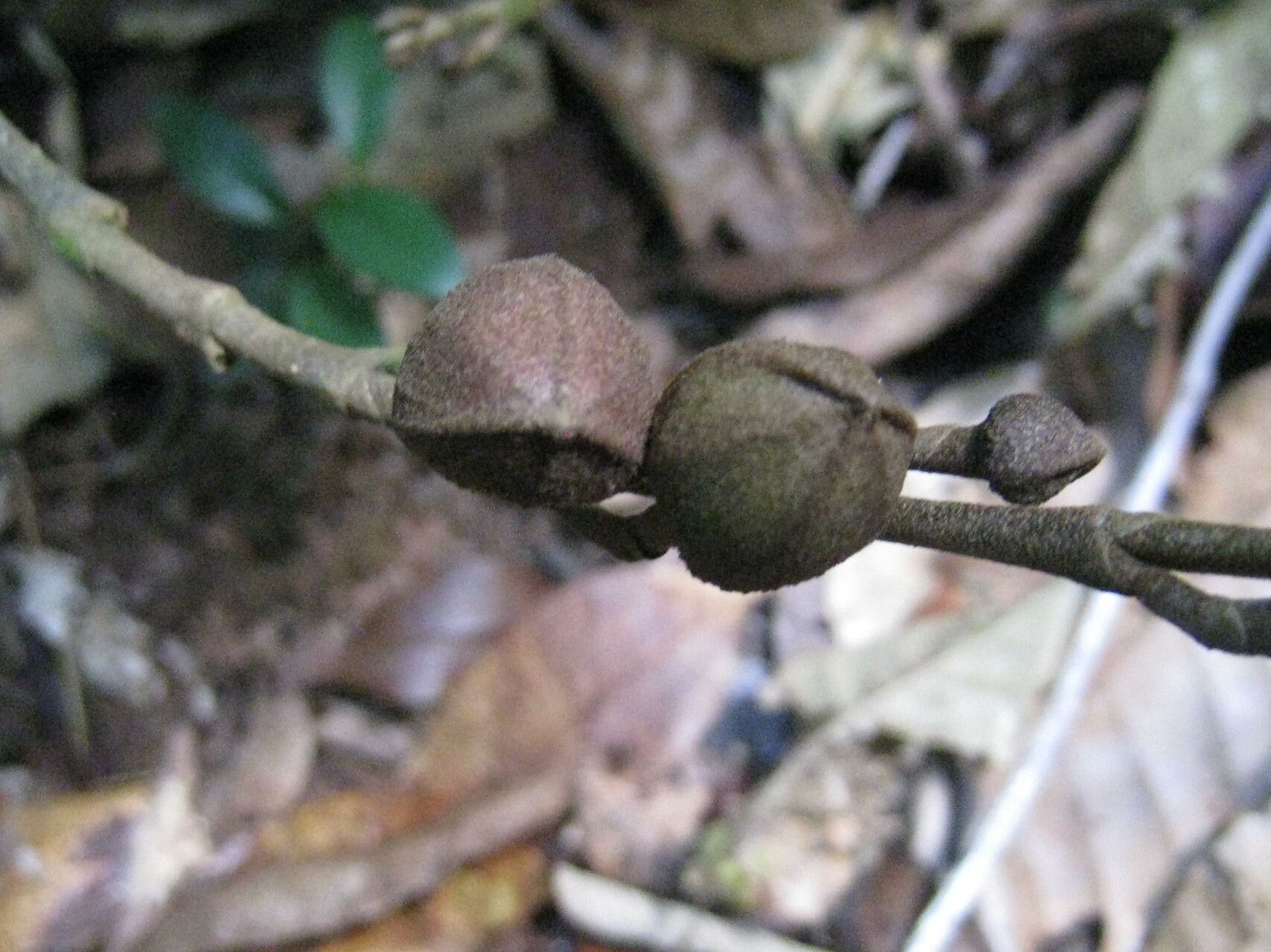 Duguetia cadaverica fruit