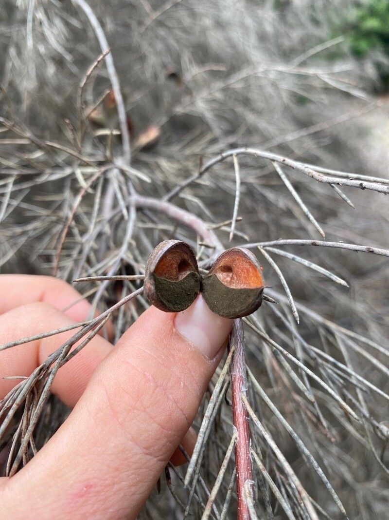 Hakea gibbosa fruit