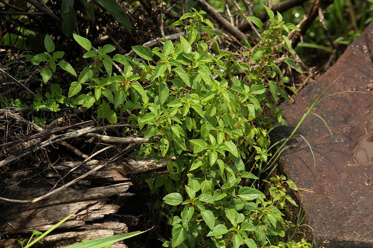 Acalypha segetalis habit