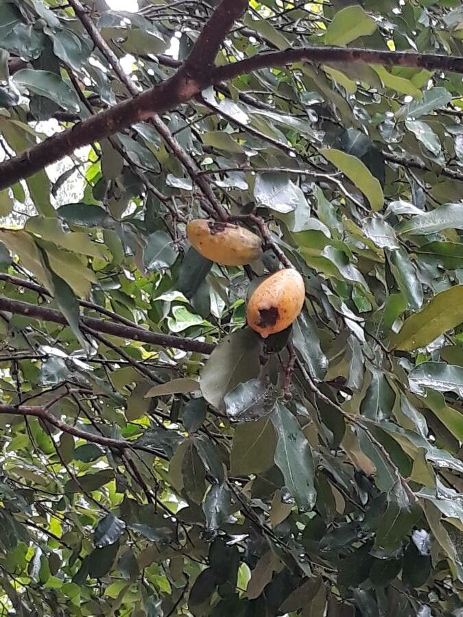 Licania tomentosa bark