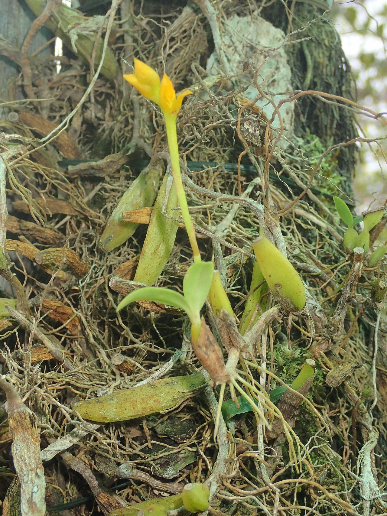 Bulbophyllum auriflorum — houseplant care guide