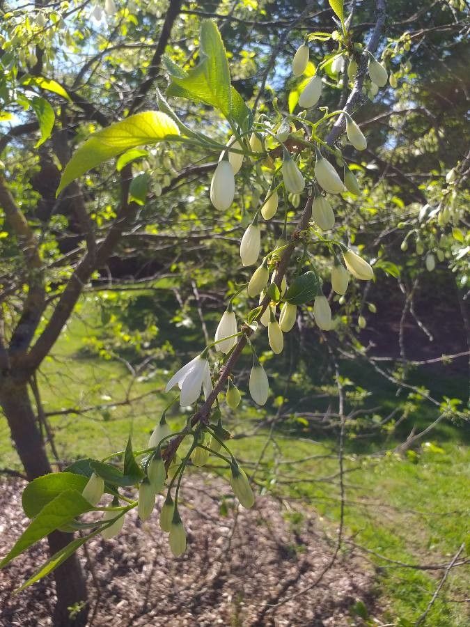 Halesia diptera flower