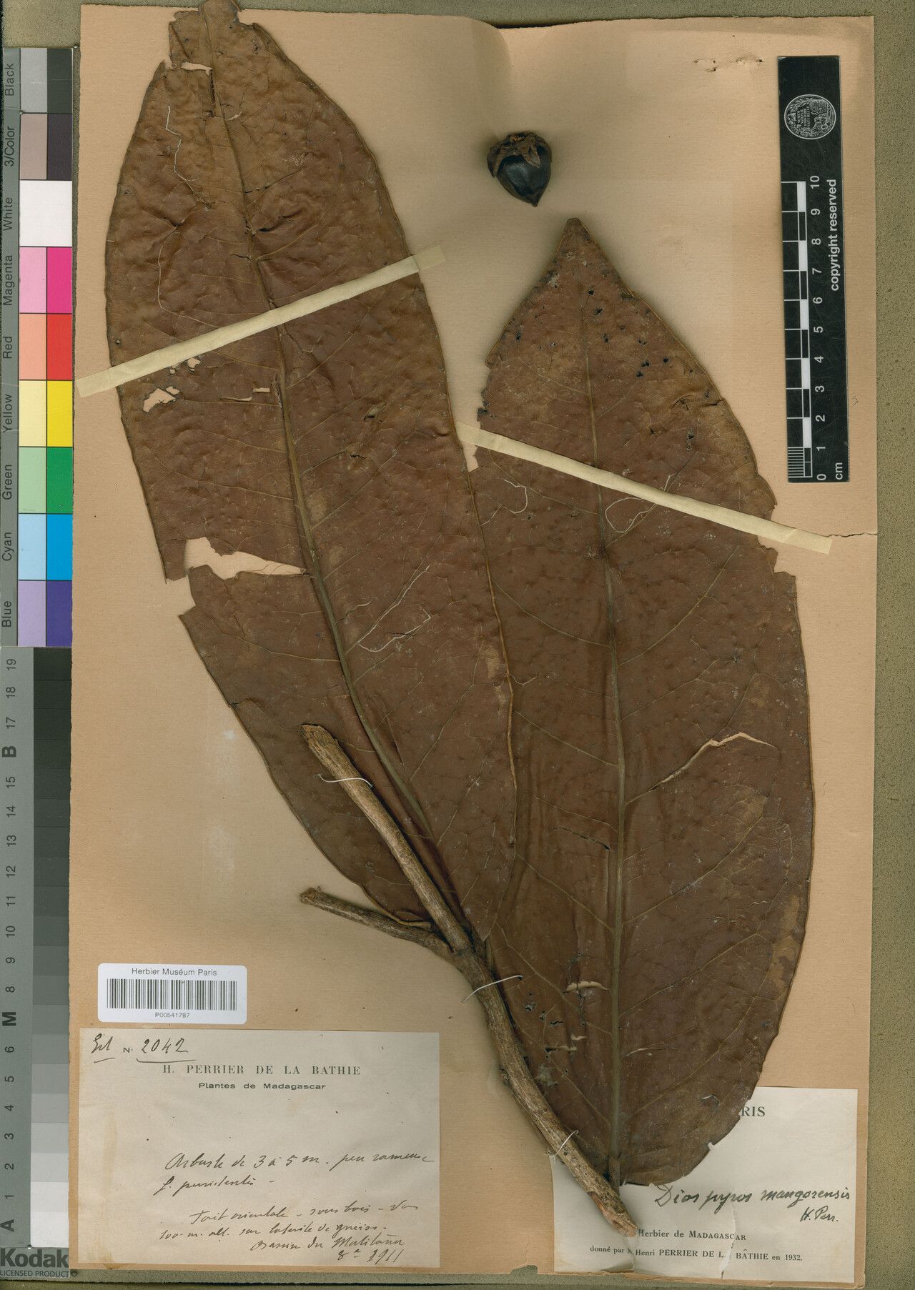 Diospyros mangorensis — houseplant care guide