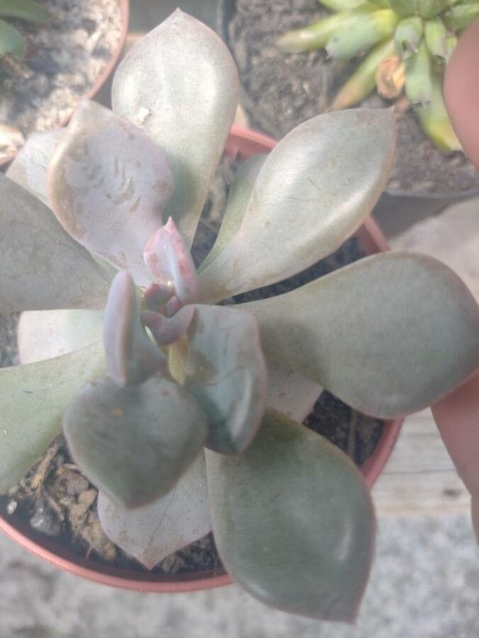 Pachyphytum bracteosum flower