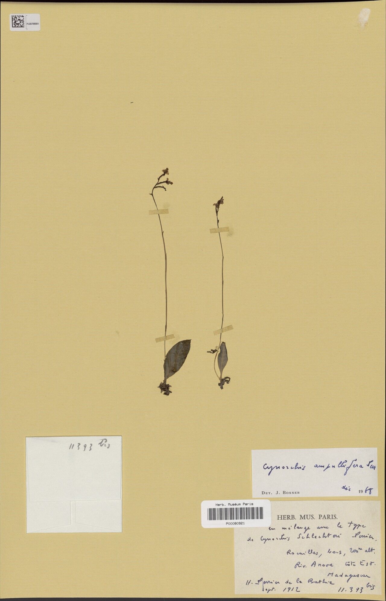 Cynorkis ampullifera — related species from the same genus