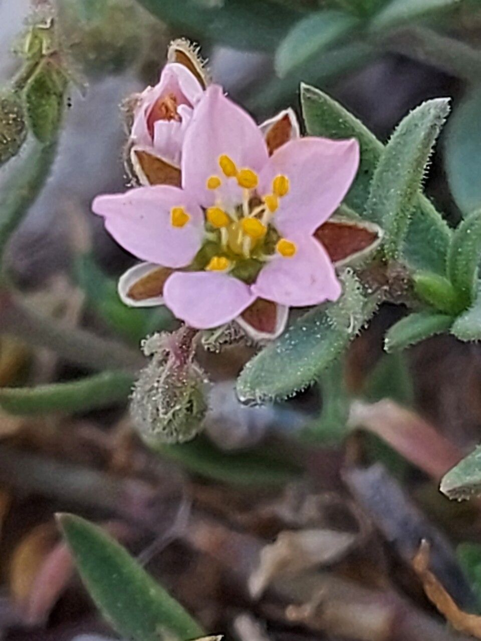 Rhodalsine geniculata flower