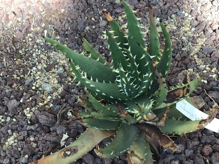 Aloe melanacantha — houseplant care guide